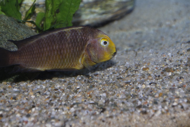 Tropheus sp. 'lukuga' Mtoto